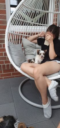 Biewer Yorkshire Terrier Welpe