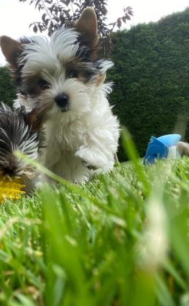 Biewer Yorkshire Terrier Welpe