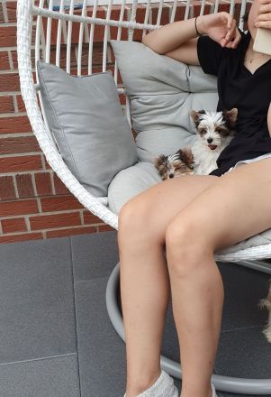 Biewer Yorkshire Terrier Welpe