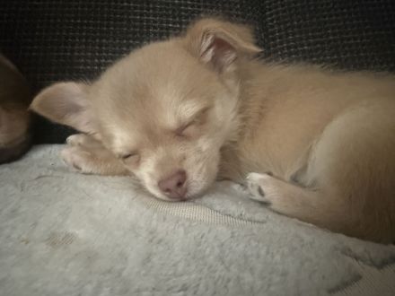 Dobby sucht noch immer ein Zuhause für immer