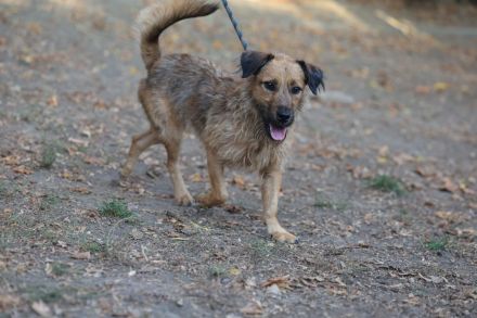 Lioness - sucht ein Zuhause in ruhiger Umgebung