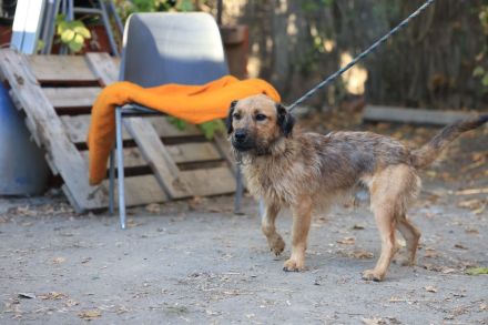 Lioness - sucht ein Zuhause in ruhiger Umgebung