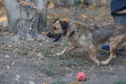 Lioness - sucht ein Zuhause in ruhiger Umgebung