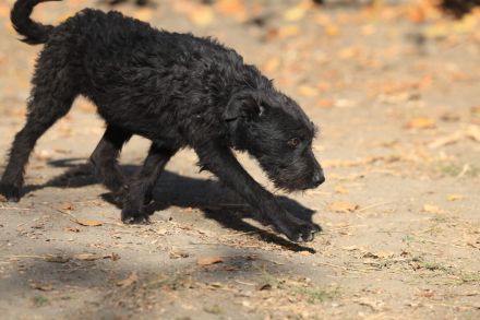 Luca - sucht das beste Zuhause