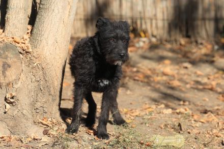 Luca - sucht das beste Zuhause