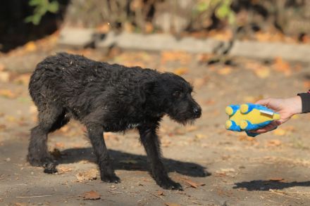 Luca - sucht das beste Zuhause
