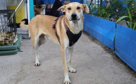 Hast du ein Herz für Mr. Spock?