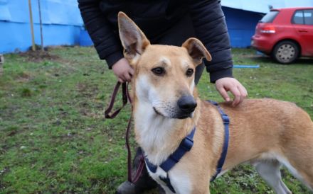 Hast du ein Herz für Mr. Spock?