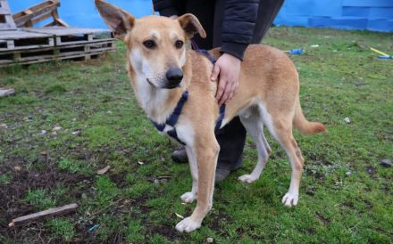 Hast du ein Herz für Mr. Spock?