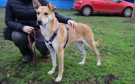 Hast du ein Herz für Mr. Spock?