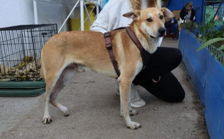 Hast du ein Herz für Mr. Spock?