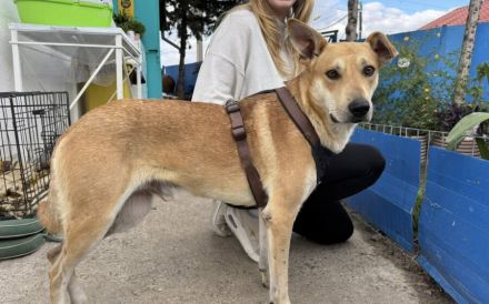 Hast du ein Herz für Mr. Spock?