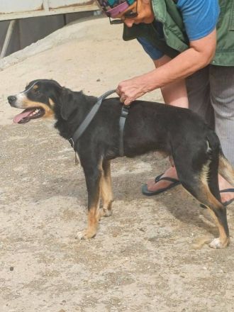 SIMBA , Junghund, Rüde, Schwarz-braun-weiß-Traumhund sucht Für-immer-Zuhause