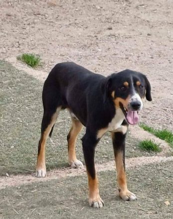 SIMBA , Junghund, Rüde, Schwarz-braun-weiß-Traumhund sucht Für-immer-Zuhause
