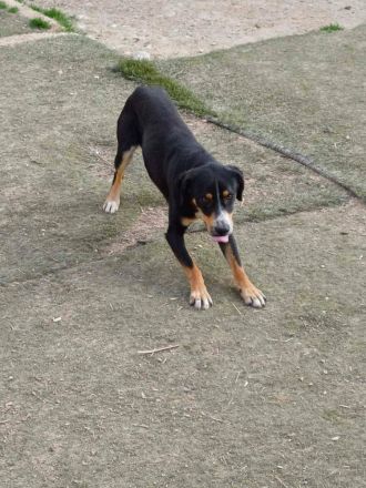 SIMBA , Junghund, Rüde, Schwarz-braun-weiß-Traumhund sucht Für-immer-Zuhause