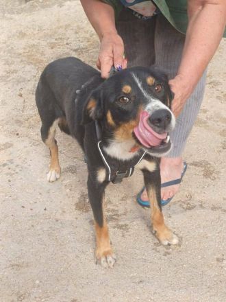 SIMBA , Junghund, Rüde, Schwarz-braun-weiß-Traumhund sucht Für-immer-Zuhause