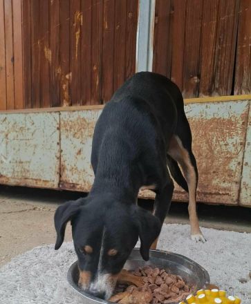 SIMBA , Junghund, Rüde, Schwarz-braun-weiß-Traumhund sucht Für-immer-Zuhause