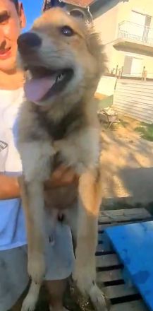 Holly, Welpe, Junghund Hündin weiblich 7 Monate aus Bosnien sucht ein Zuhause