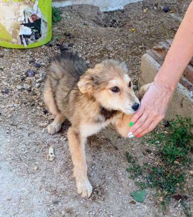 Holly, Welpe, Junghund Hündin weiblich 7 Monate aus Bosnien sucht ein Zuhause