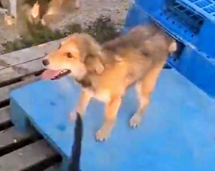 Holly, Welpe, Junghund Hündin weiblich 7 Monate aus Bosnien sucht ein Zuhause