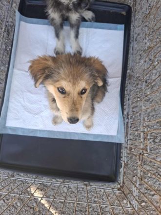 Holly, Welpe, Junghund Hündin weiblich 7 Monate aus Bosnien sucht ein Zuhause