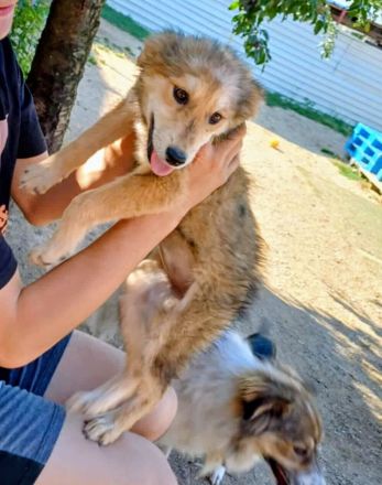 Holly, Welpe, Junghund Hündin weiblich 7 Monate aus Bosnien sucht ein Zuhause