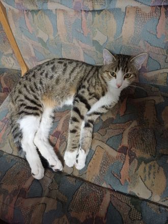 6 monate alte getigerte Katzendame