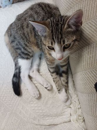 6 monate alte getigerte Katzendame