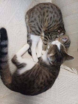 6 monate alte getigerte Katzendame