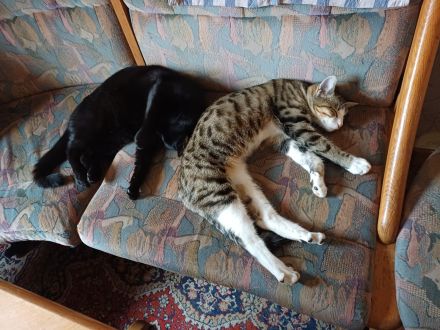 6 monate alte getigerte Katzendame