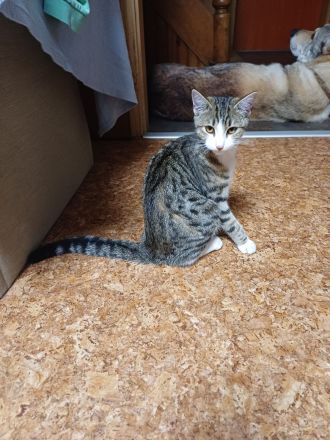 6 monate alte getigerte Katzendame