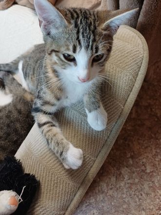 6 monate alte getigerte Katzendame