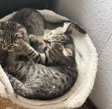 Noch 3 Mega verschmuste bengal Bkh mix kitten ab sofort