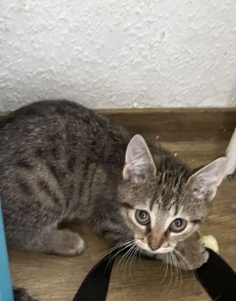 Noch 3 Mega verschmuste bengal Bkh mix kitten ab sofort