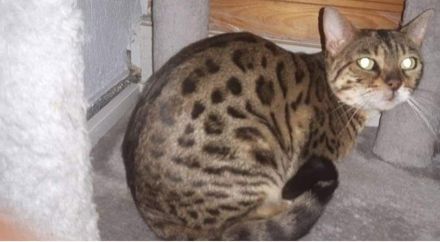 Noch 3 Mega verschmuste bengal Bkh mix kitten ab sofort