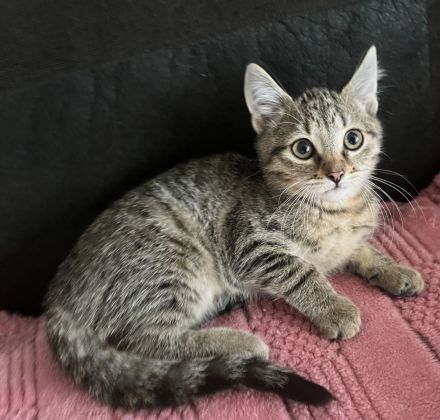 Noch 3 Mega verschmuste bengal Bkh mix kitten ab sofort