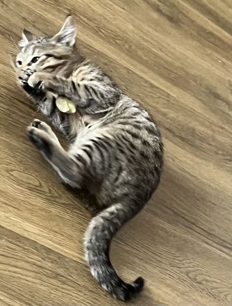 Noch 3 Mega verschmuste bengal Bkh mix kitten ab sofort