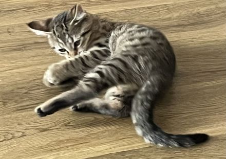 Noch 3 Mega verschmuste bengal Bkh mix kitten ab sofort