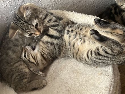 Noch 3 Mega verschmuste bengal Bkh mix kitten ab sofort