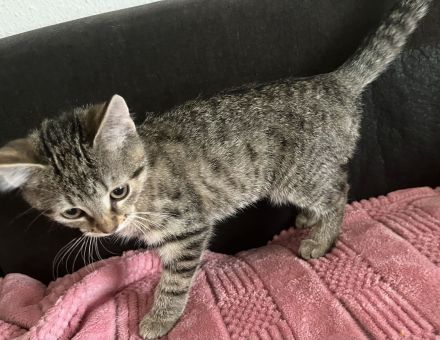 Noch 3 Mega verschmuste bengal Bkh mix kitten ab sofort