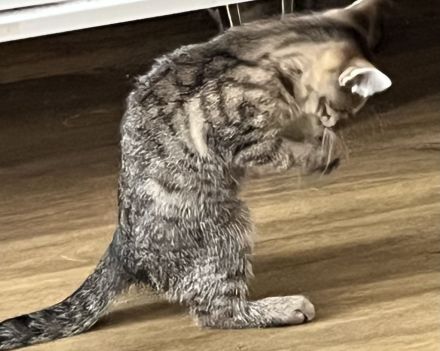 Noch 3 Mega verschmuste bengal Bkh mix kitten ab sofort