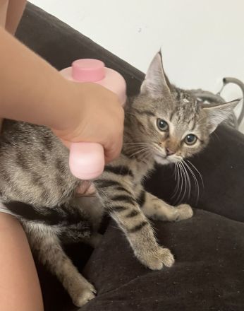 Noch 3 Mega verschmuste bengal Bkh mix kitten ab sofort