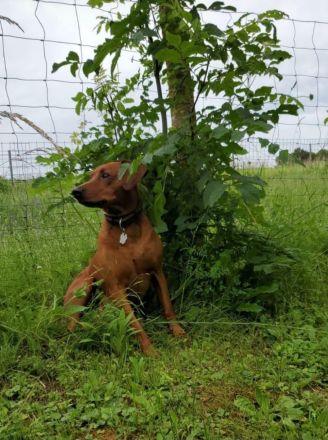 Deutscher Pinscher Rüde 5 Jahre