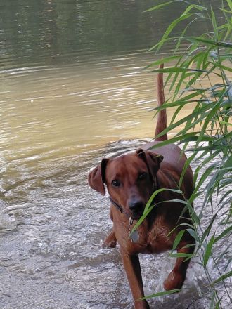 Deutscher Pinscher Rüde 5 Jahre