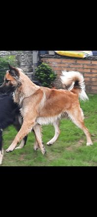 Husky-Malinois Welpen