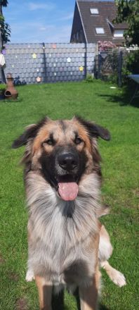 Husky-Malinois Welpen