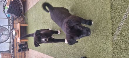 Husky-Malinois Welpen