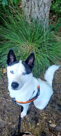 Husky-Malinois Welpen