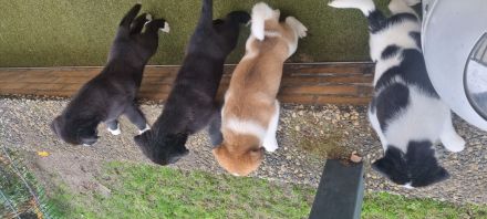 Husky-Malinois Welpen