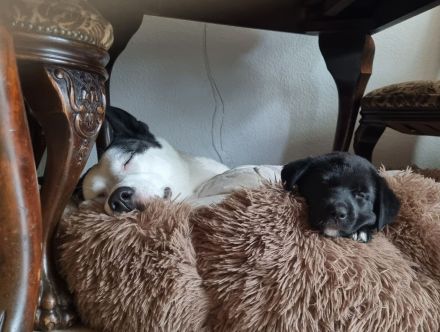 Husky-Malinois Welpen